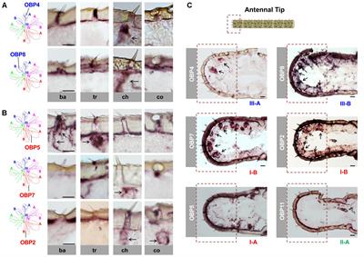 Odorant Binding Proteins of the Desert Locust <mark class="highlighted">Schistocerca gregaria</mark> (Orthoptera, Acrididae): Topographic Expression Patterns in the Antennae